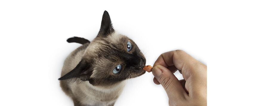 Cat Treats